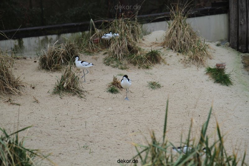 zoo-bochum-zoo-2015-03-28-533