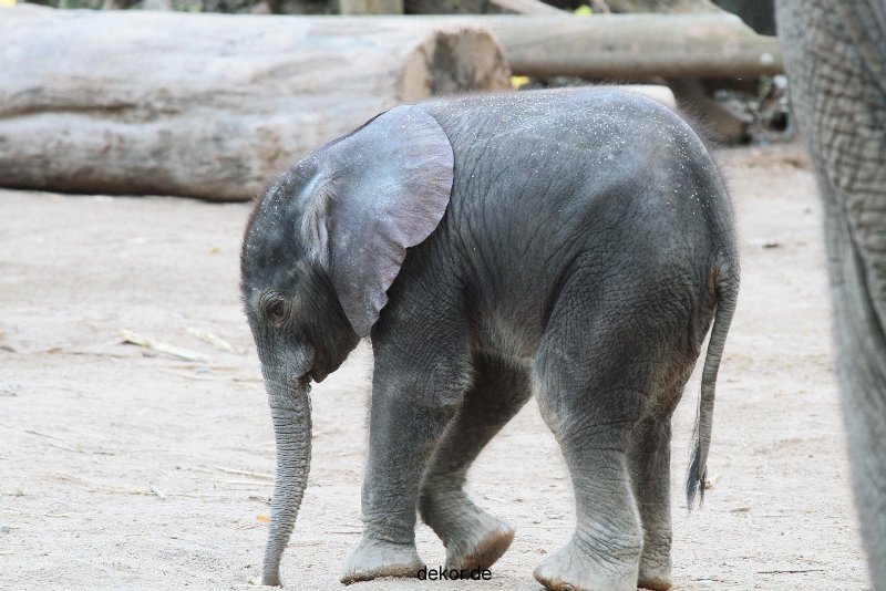 zoo-wuppertal-junge-elefanten-elefantenbaby-shawu-001