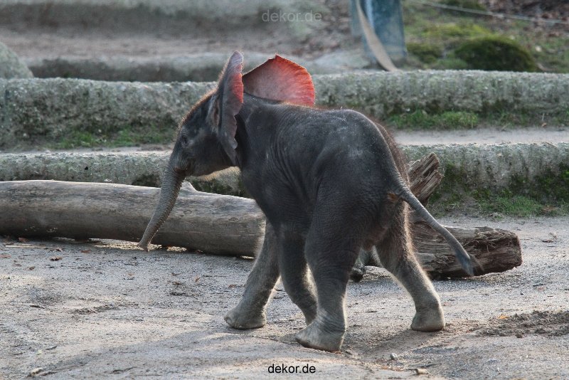 zoo-wuppertal-junge-elefanten-elefantenbaby-uli-001