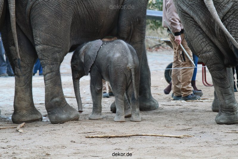 zoo-wuppertal-junge-elefanten-uli-shawu-2011-02-07-004