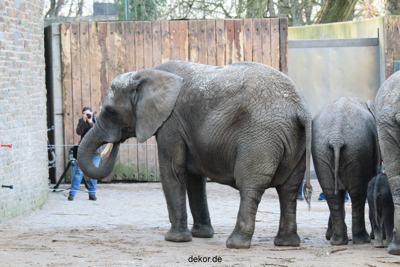 zoo-wuppertal-junge-elefanten-uli-shawu-2011-02-07-005