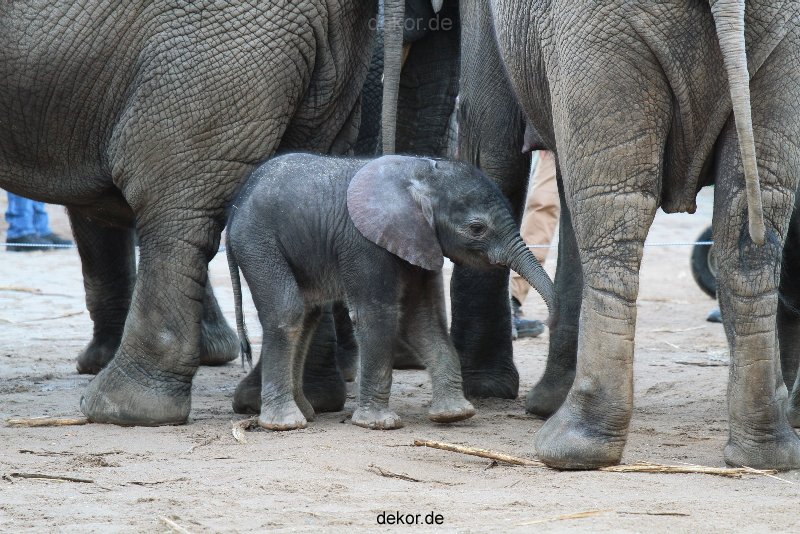 zoo-wuppertal-junge-elefanten-uli-shawu-2011-02-07-006