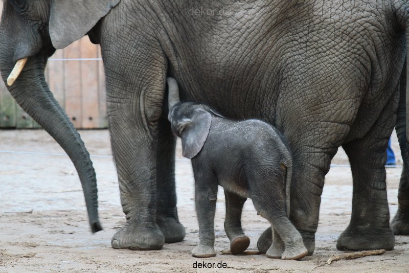 zoo-wuppertal-junge-elefanten-uli-shawu-2011-02-07-007