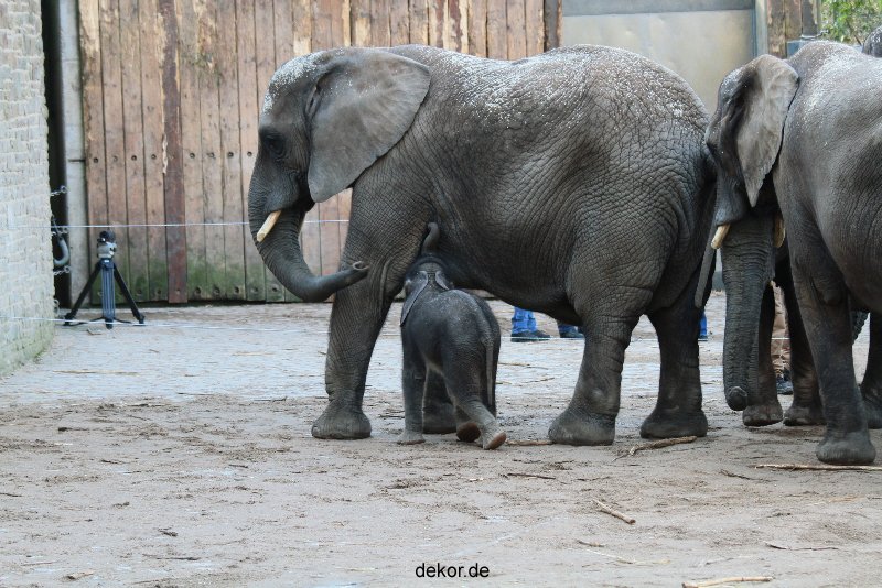zoo-wuppertal-junge-elefanten-uli-shawu-2011-02-07-008