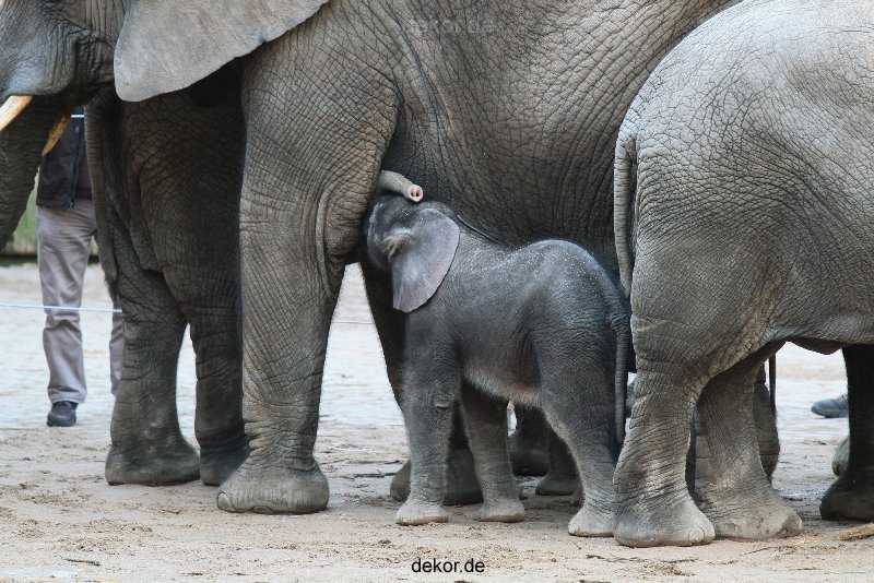 zoo-wuppertal-junge-elefanten-uli-shawu-2011-02-07-009