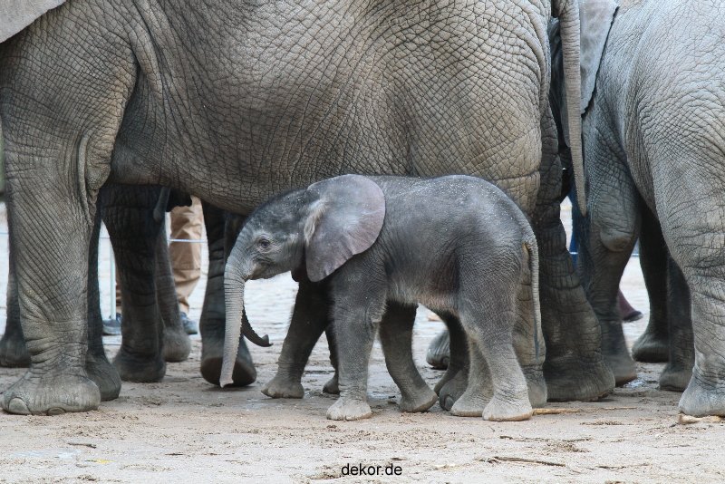 zoo-wuppertal-junge-elefanten-uli-shawu-2011-02-07-010