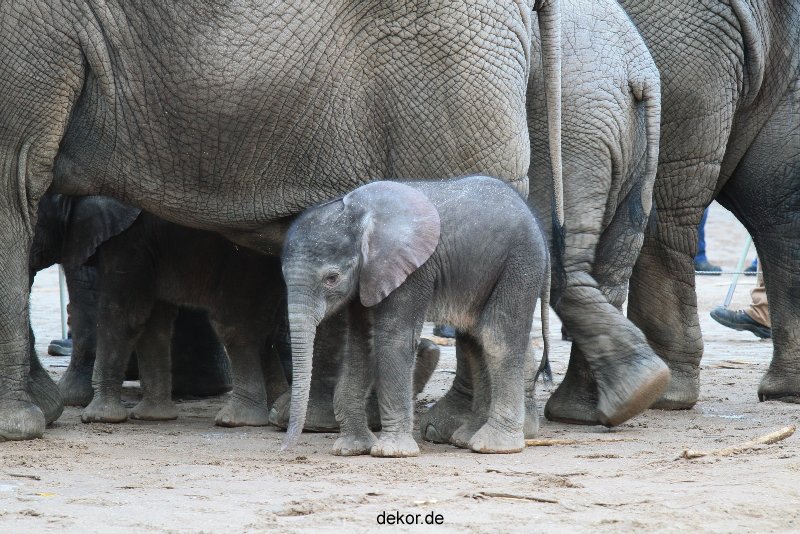 zoo-wuppertal-junge-elefanten-uli-shawu-2011-02-07-011