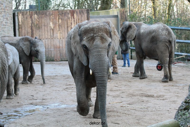 zoo-wuppertal-junge-elefanten-uli-shawu-2011-02-07-012