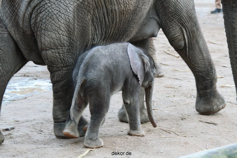 zoo-wuppertal-junge-elefanten-uli-shawu-2011-02-07-013