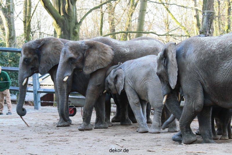 zoo-wuppertal-junge-elefanten-uli-shawu-2011-02-07-016