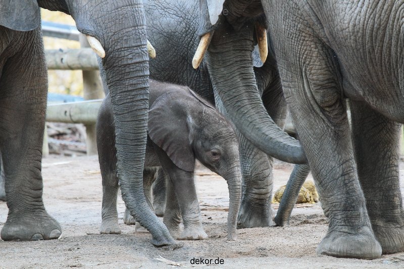 zoo-wuppertal-junge-elefanten-uli-shawu-2011-02-07-018