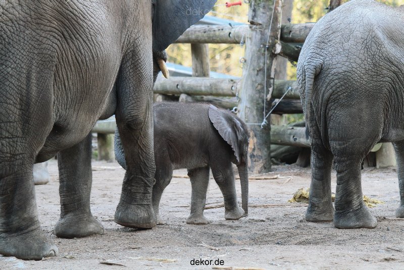 zoo-wuppertal-junge-elefanten-uli-shawu-2011-02-07-020