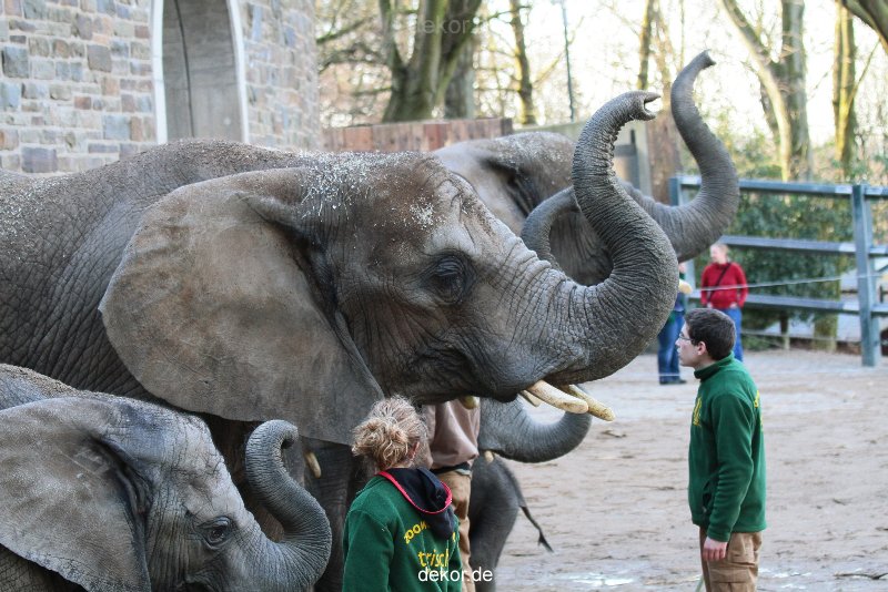 zoo-wuppertal-junge-elefanten-uli-shawu-2011-02-07-025