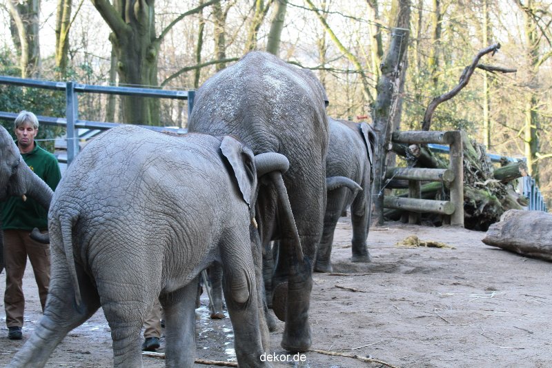 zoo-wuppertal-junge-elefanten-uli-shawu-2011-02-07-028