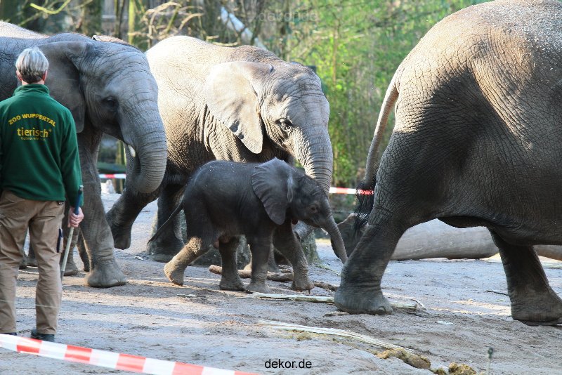 zoo-wuppertal-junge-elefanten-uli-shawu-2011-02-07-030