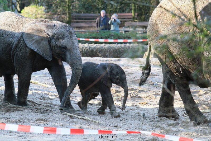 zoo-wuppertal-junge-elefanten-uli-shawu-2011-02-07-031