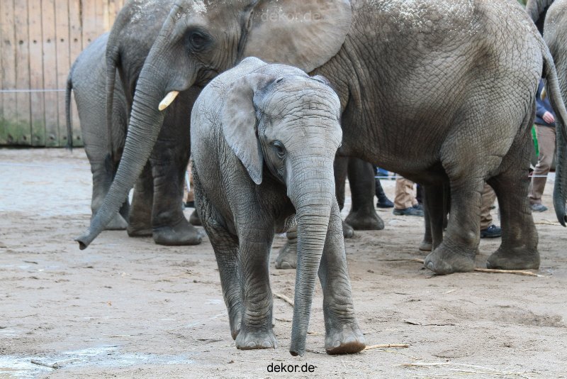 zoo-wuppertal-junge-elefanten-uli-shawu-2011-02-08-001