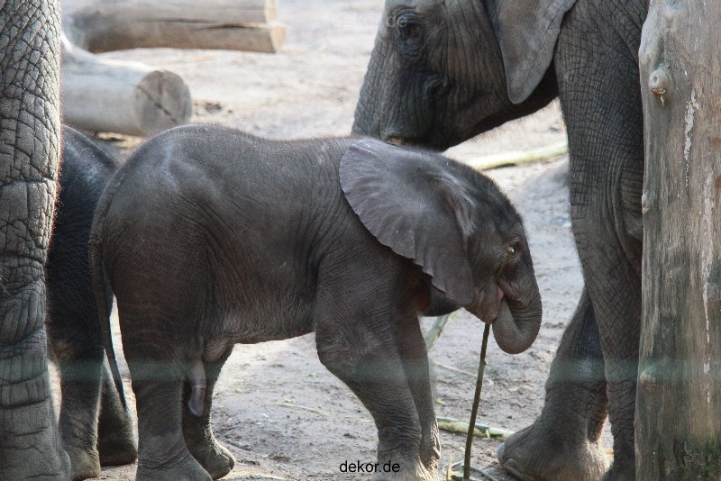 zoo-wuppertal-junge-elefanten-uli-shawu-2011-02-08-006