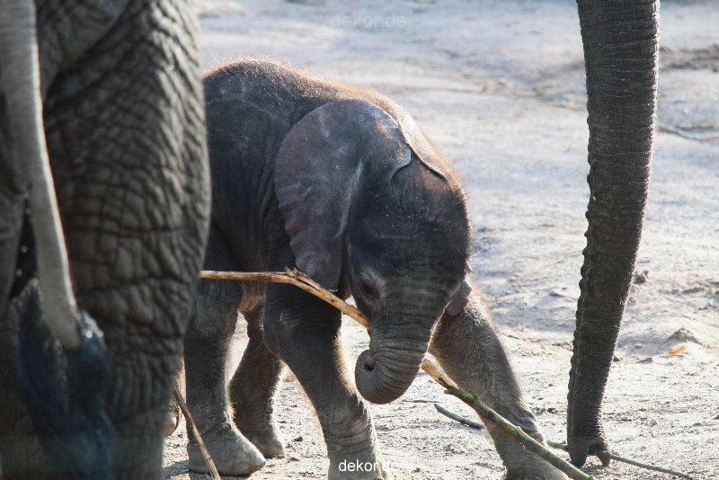 zoo-wuppertal-junge-elefanten-uli-shawu-2011-02-08-007