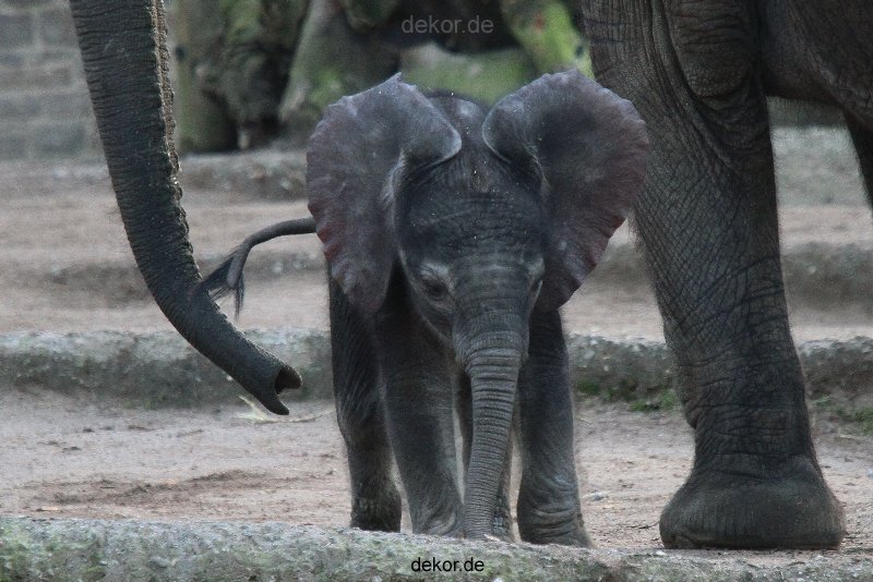 zoo-wuppertal-junge-elefanten-uli-shawu-2011-02-08-011