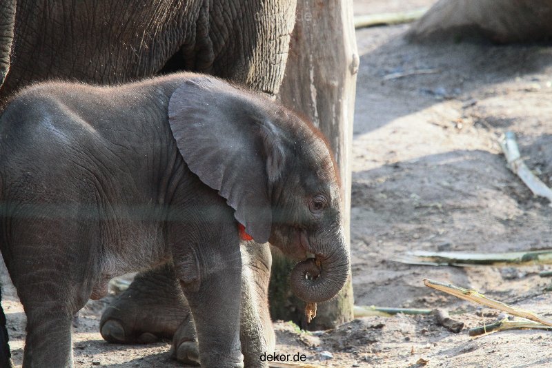 zoo-wuppertal-junge-elefanten-uli-shawu-2011-02-09-002