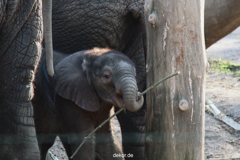 zoo-wuppertal-junge-elefanten-uli-shawu-2011-02-09-003