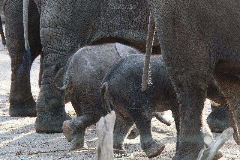 zoo-wuppertal-junge-elefanten-uli-shawu-2011-02-09-007