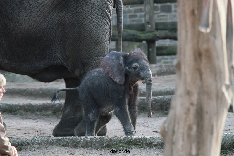 zoo-wuppertal-junge-elefanten-uli-shawu-2011-02-09-018