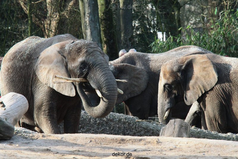 zoo-wuppertal-junge-elefanten-uli-shawu-2011-02-09-020
