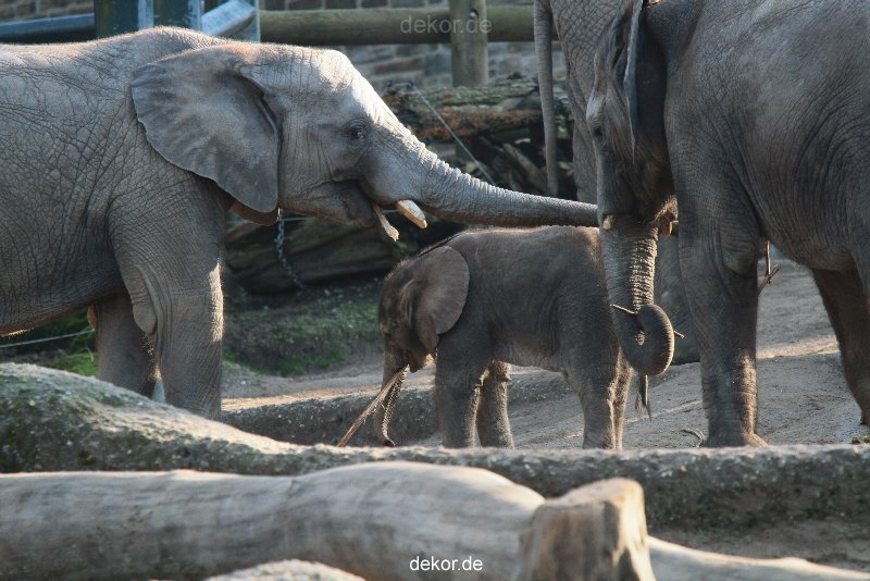 zoo-wuppertal-junge-elefanten-uli-shawu-2011-02-17-001