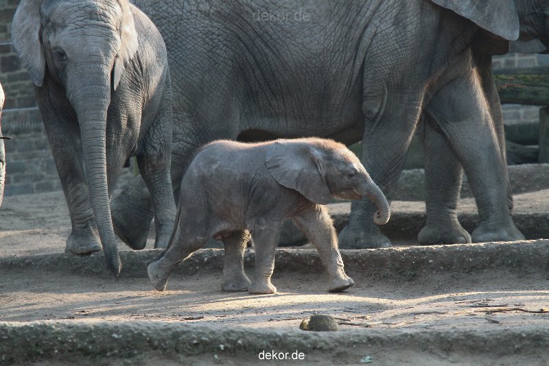 zoo-wuppertal-junge-elefanten-uli-shawu-2011-02-17-003
