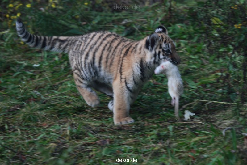 zoo-wuppertal-junge-tiger-tschuna-daseep-01-002