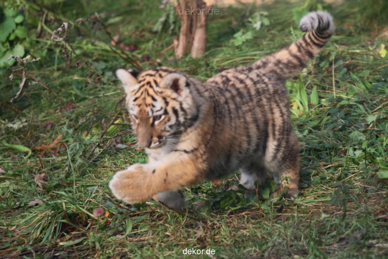 zoo-wuppertal-junge-tiger-tschuna-daseep-01-007
