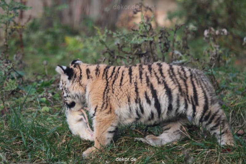 zoo-wuppertal-junge-tiger-tschuna-daseep-01-016