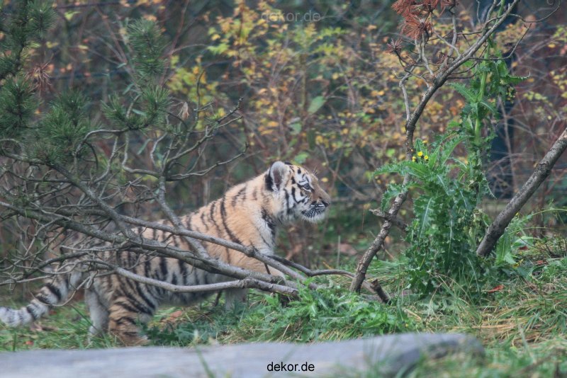 zoo-wuppertal-junge-tiger-tschuna-daseep-01-018
