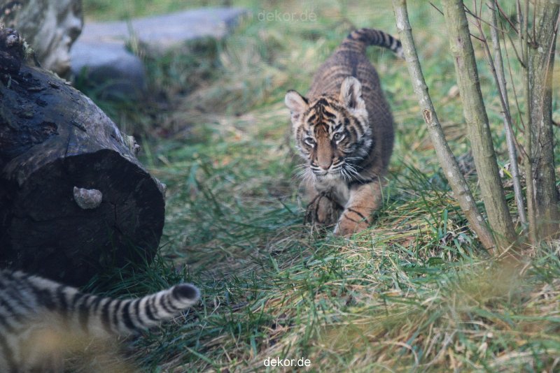 zoo-wuppertal-junge-tiger-tschuna-daseep-02-008