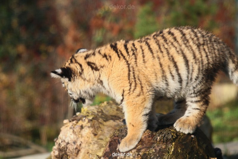 zoo-wuppertal-junge-tiger-tschuna-daseep-02-012