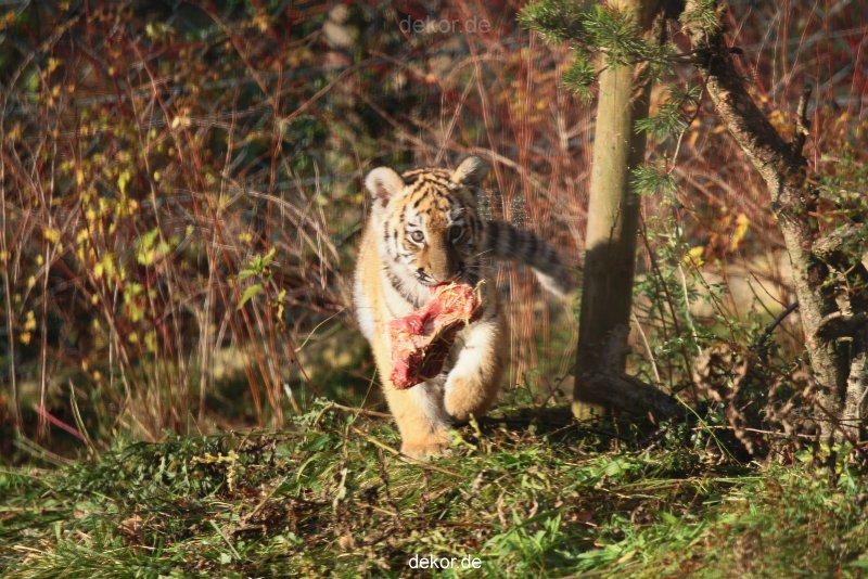 zoo-wuppertal-junge-tiger-tschuna-daseep-02-013