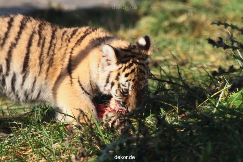 zoo-wuppertal-junge-tiger-tschuna-daseep-02-014