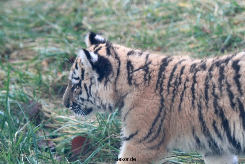zoo-wuppertal-junge-tiger-tschuna-daseep-02-016
