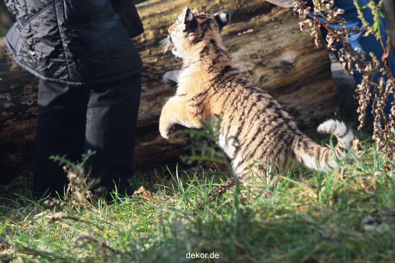 zoo-wuppertal-junge-tiger-tschuna-daseep-03-009