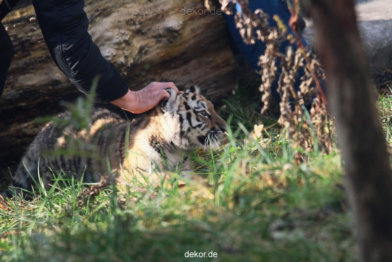 zoo-wuppertal-junge-tiger-tschuna-daseep-03-010