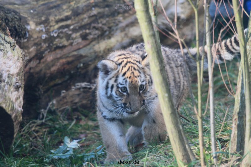 zoo-wuppertal-junge-tiger-tschuna-daseep-03-012