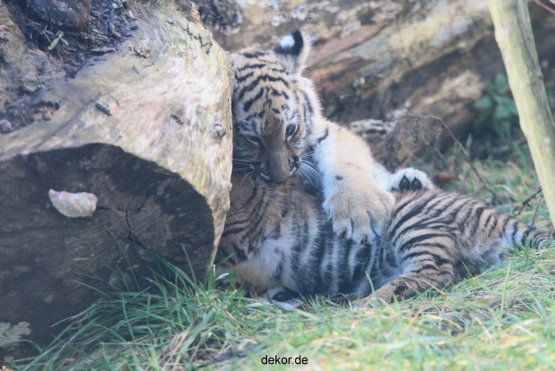 zoo-wuppertal-junge-tiger-tschuna-daseep-03-015