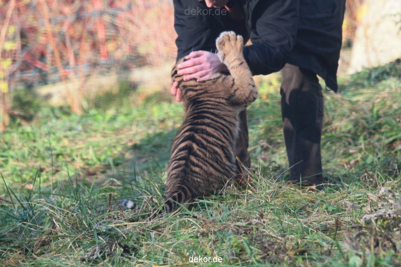 zoo-wuppertal-junge-tiger-tschuna-daseep-03-016