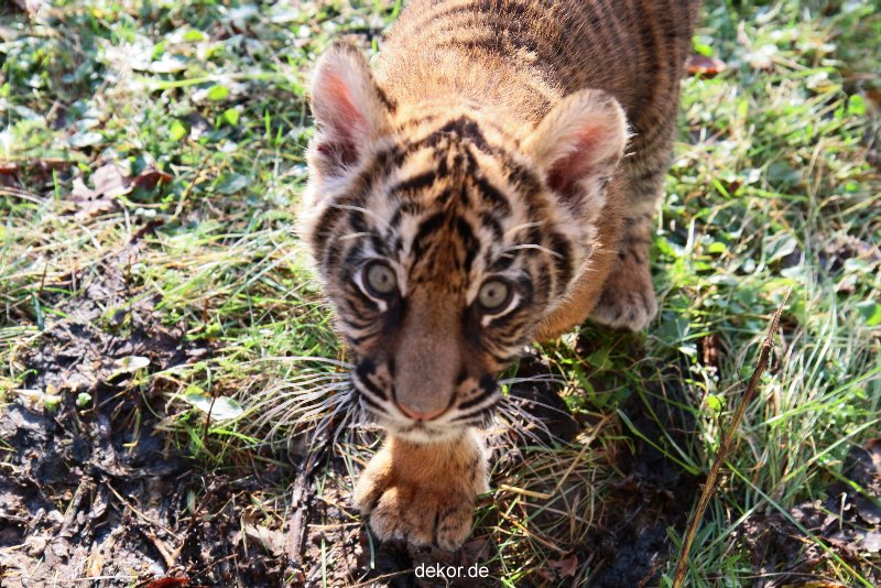 zoo-wuppertal-junge-tiger-tschuna-daseep-04-004