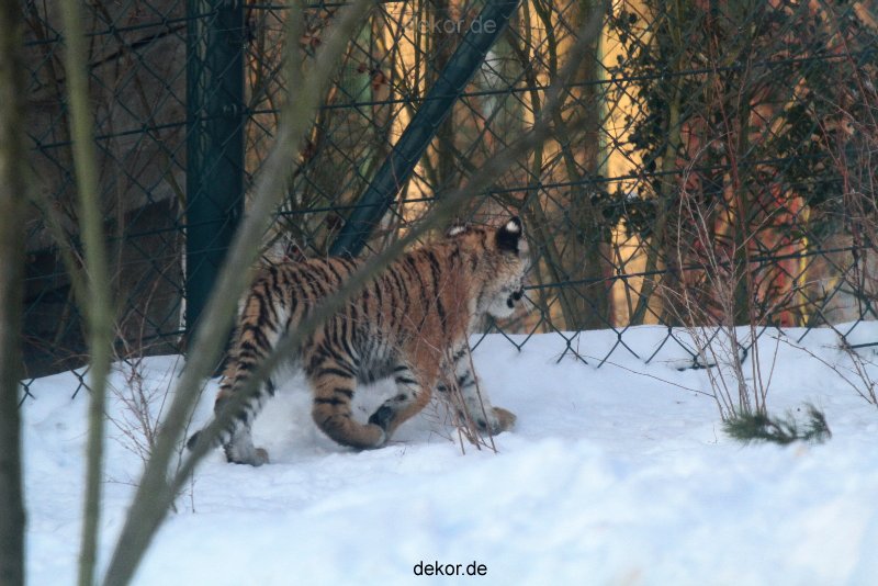 zoo-wuppertal-junge-tiger-tschuna-daseep-05-004