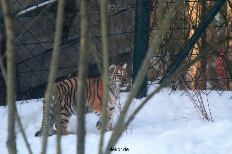 zoo-wuppertal-junge-tiger-tschuna-daseep-05-005