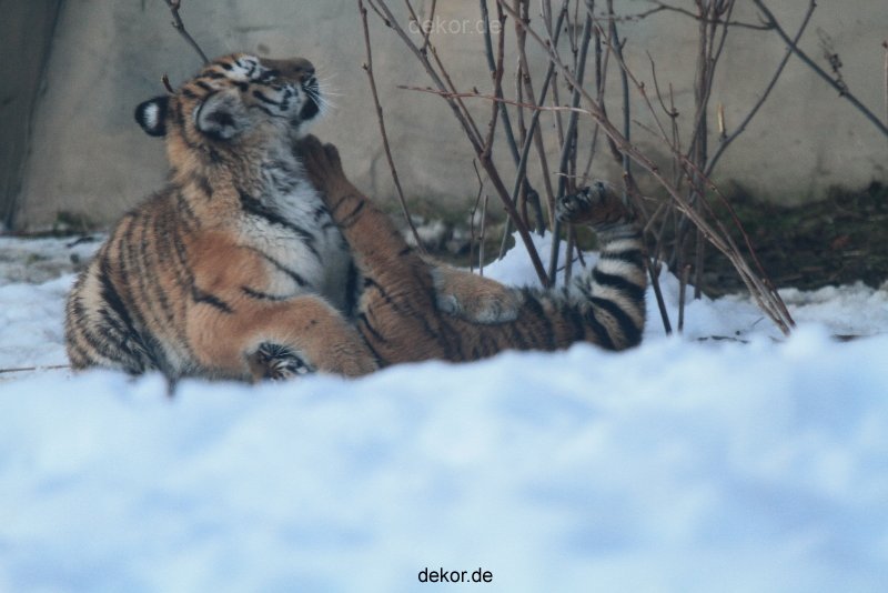 zoo-wuppertal-junge-tiger-tschuna-daseep-05-018