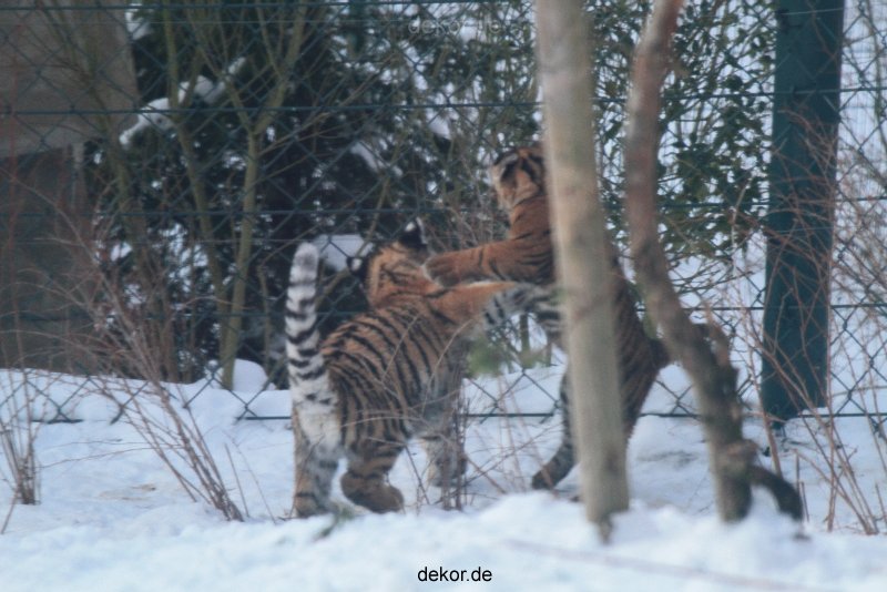 zoo-wuppertal-junge-tiger-tschuna-daseep-05-020